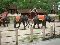 Шоу слоников в зоопарке