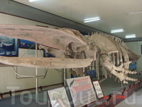 Скилет кита длинной 26 метров