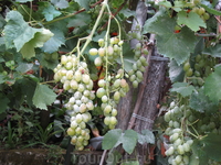 Искитанский виноград