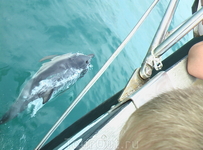 Самое удивительное событие из поездки - встреча в открытом море (была прогулка на яхте) с дельфинами! И даже успели одного из них сфотографировать!