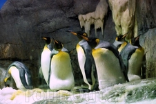 Забавные пингвины.