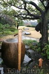 Мокрый сад в Токио
