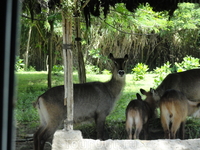 о. Бали. Сафари парк
