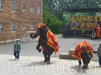шоу тайских слонов :) классное зрелище