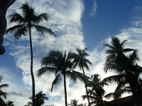 небо пальмы