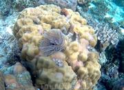 Какой-то из морских червей на кораллах