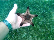 Разнообразие расцветок морских звёзд, Алона-бич.