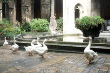 Во дворе Кафедрального собора гуляют гуси.