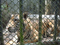 Тигр в зоопарке Пхукета