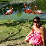 Доминикана. Территория отель Натур парк. Розовый фламинго.