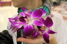 В подарок гирлянда из живых орхидей каждому по прилету