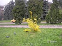 такие желтые кусты встречались нам и в Кисловодске и в Пятигорске; очень живописны на зеленом фоне