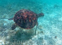 Одна из черепах, постоянных посетительниц рифа.