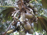 Coco de Mer (Двойное кокосовое Дерево)- Это самый большой плод в мире который требует 7-8 лет чтобы созреть. Один из исчезающих видов растений - Королевский ...