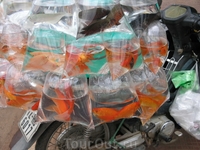 Золотые рыбки на продажу(вьетнамцы любят аквариумы ).