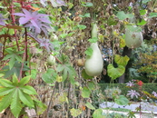 На огороде еще остались несобранные оргинальной формы тыквы.