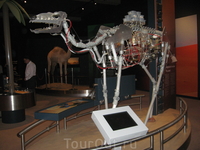 А это верблюд... любопытный макет, чтобы каждый понял, как устроено это уникальное животное.