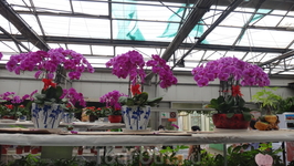 Таки орхидеи выращивают в ботаническом саду &quotДзифа&quot г. Бэдайхе