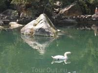 Воронцовский парк. В центре Лебединого озера расположена каменная пирамида, из которой бьет фонтан.