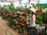 Цветочный сад Далата. Здесь можно купить различные растения и цветы