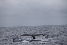 февраль-март размножаются киты
