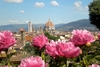 Фотография Флорентийский сад Роз