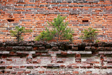 Деревья и трава растут прямо на стенах церкви
