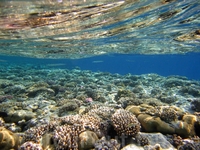 Над коралловым рифом.