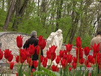 Пушкин и тюльпаны