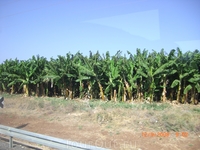 Плантации карликовых бананов по дороге в Хамат Гадер(термические источники)...там просто суппер!!! Это север Израиля,на границе с Иорданией...