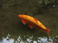 Рыбы всякие -разные,желтые-красные в Японском Саду!