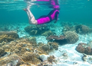 Типичный вид кораллов на Алона-бич.