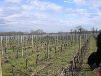 Виноградные поля