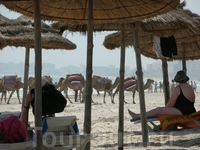Иногда по пляжу катают на верблюдах. Хорошо, до территории нашего отеля не дошли...