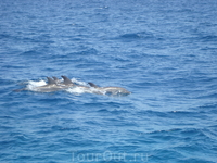 Бухта дельфинов с непосредственными обитателями. Пришлось немного покричать, чтоб приплыли...не всем туристам улыбается удача...