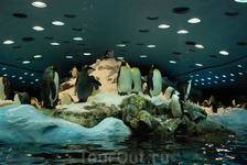 У пингвинов в Лоро-парке огромный крытый вольер, где им построили свою маленькую Антарктиду, там даже снег сыплется. Я думаю, пингвны и не догадываются, что это не настоящая Антарктида.
Планета пингви