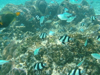 подводный мир Мальдив
