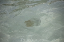 Медуза. Пляж Бай Сао.