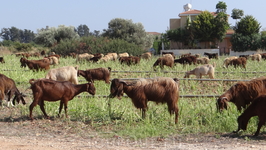 вот он - кусочек настоящего Кипра... таких животных мы еще не видели! :) долго не могли решить, кто это - бараны или козлы? даже пристали к местному пастуху ...