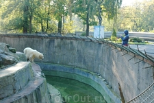 Долгожитель Калиниградского зоопарка - белый медведь