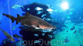 Океанариум - аквариум - Shark