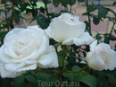 Розы Розы