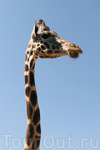 Животное-жираф :))
Зоопарк Фригиа - Friguia Park - между Сусом и Хаммаметом
