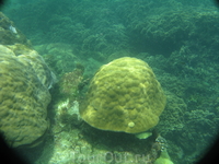 Кораллы у Черепашьего острова.