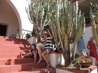Такие огромные кактусы росли на территории нашего отеля