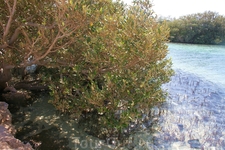 на этом фото видны над водой корни мангровых деревьев