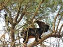 Вдоль дорог в Марокко растут деревья аргании, чьи ветви очень любят объедать местные козы. Пастухи давно просекли фишку и научили животных забираться на деревья по свистку, привлекая любопытных туристов. Так что автобус останавливается, туристы выгружаются, готовят по 5-10 дирхам или по 1евро или доллару, которые вручают пастуху, и отправляются фотографировать козочек и козлят.