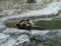 несчастный медведь в небольшом зоопарке в Варне