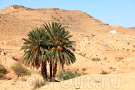 некоторые семьи в пустыне пытаются выращивать пальмы и оливковые деревья... на заднем фоне видны белые гробницы-марабу