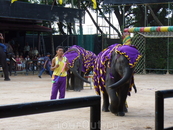 Парк Нонг Нуч. Шоу слонов.